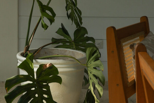pochote-_0008_IMG_1735